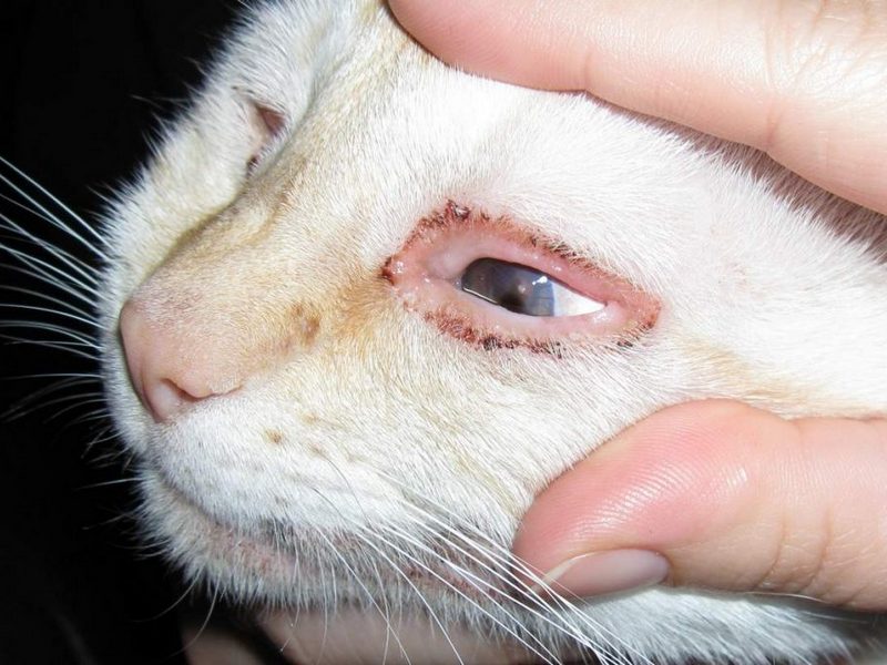 Управление ветеринарии Брянской области - Хламидиоз у кошек