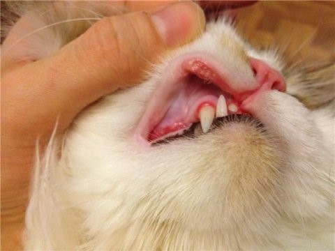 Управление ветеринарии Брянской области - Оральная папиллома у кошек