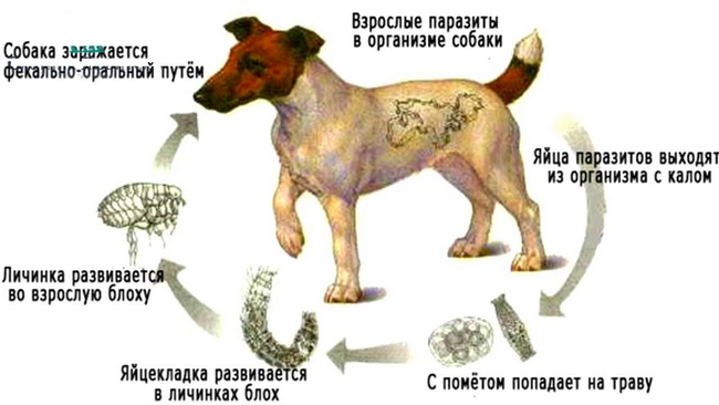 Управление ветеринарии Брянской области - Дипилидиоз у собак